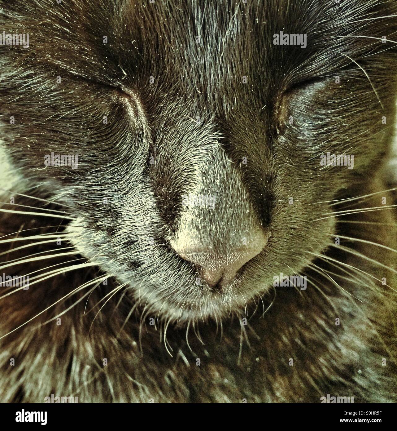 Nez De Chat En Gros Plan Avec Bouche Ouverte Et Yeux Bleus Flous Concentrez Vous Sur Le Nez Le Philotre Et Les Poils Photo Stock Alamy