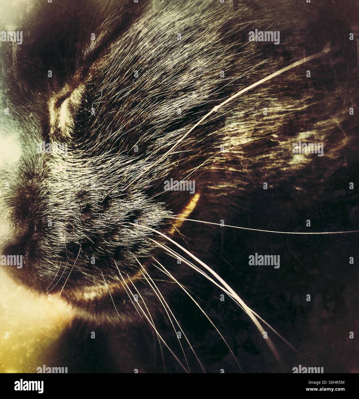 Close up of a chats moustaches Banque D'Images