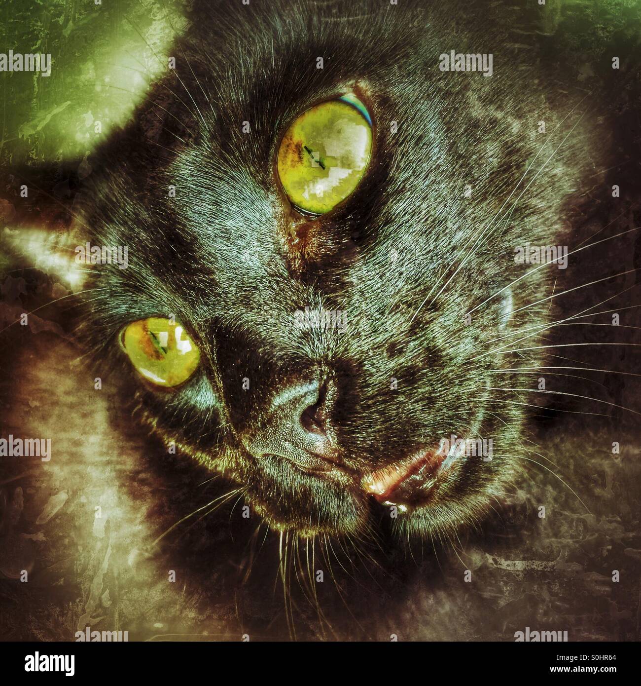 Nez De Chat En Gros Plan Avec Bouche Ouverte Et Yeux Bleus Flous Concentrez Vous Sur Le Nez Le Philotre Et Les Poils Photo Stock Alamy