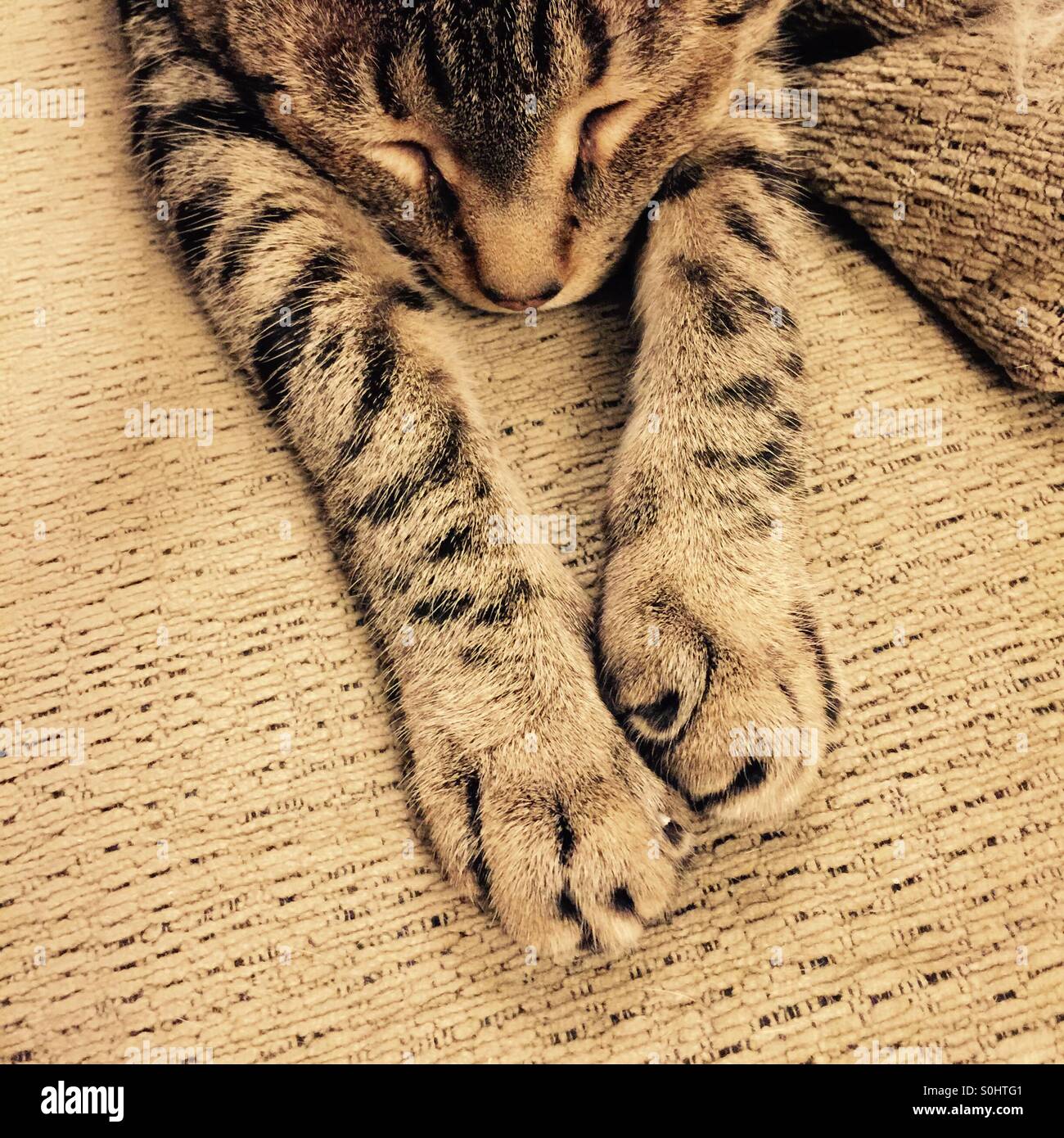 Chat tigré domestique dormir avec les pieds tendus. Banque D'Images