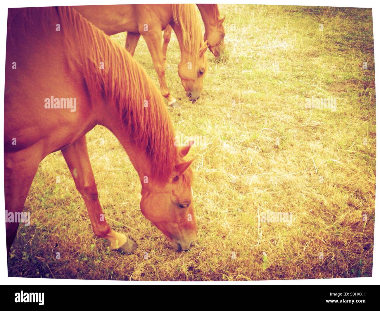 Les chevaux paître dans le champ - Image de stock capturée avec un smartphone