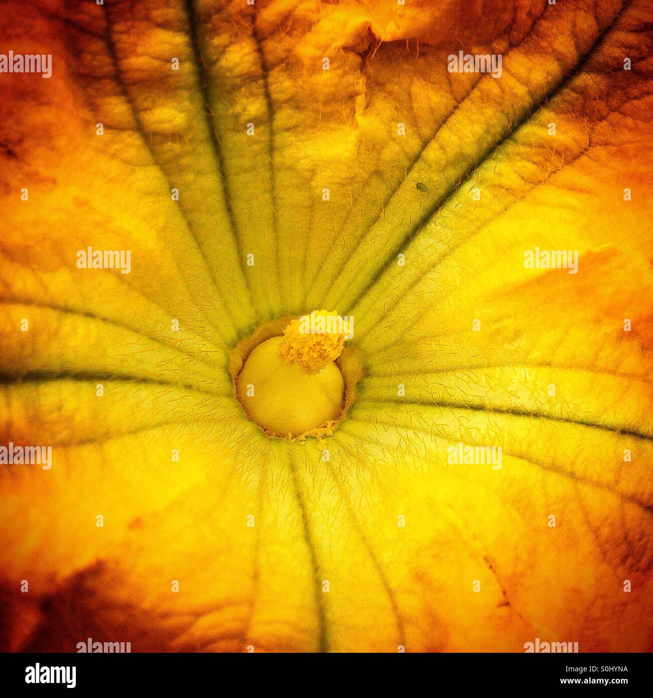 Détail d'une fleur de citrouille dans une ferme biologique au Mexique Banque D'Images