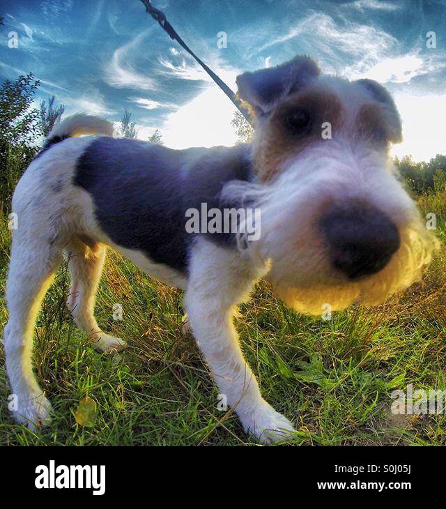 Wire fox terrier en laisse dans l'herbe, gros plan fisheye amusant, Rijkevorsel, Belgique - Image de stock capturée avec un smartphone