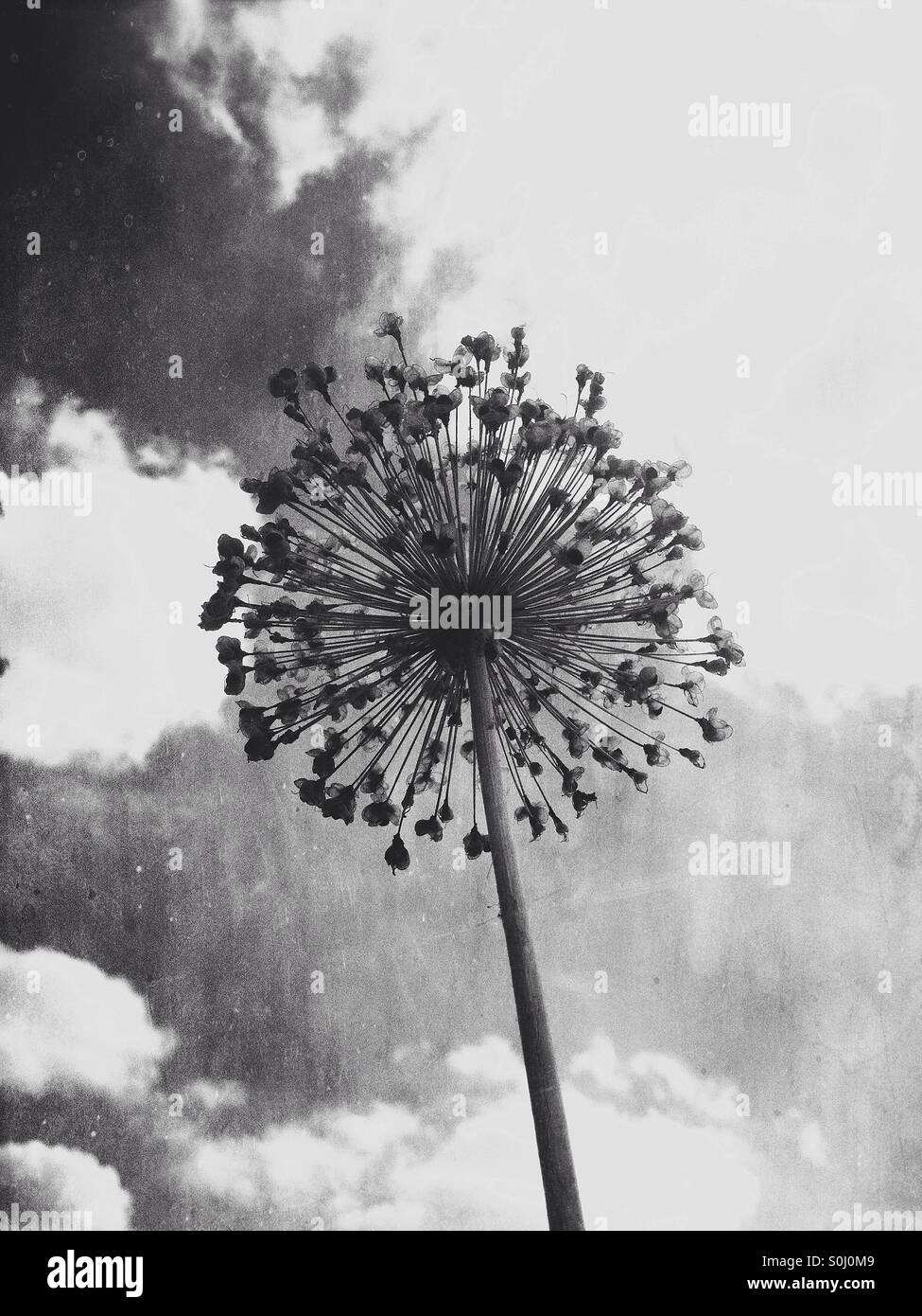 Graines Allium silhouetté contre le ciel - Image de stock capturée avec un smartphone