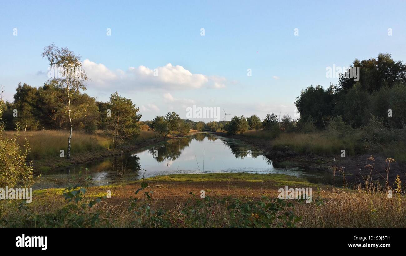 Étang dans les bois - Image de stock capturée avec un smartphone