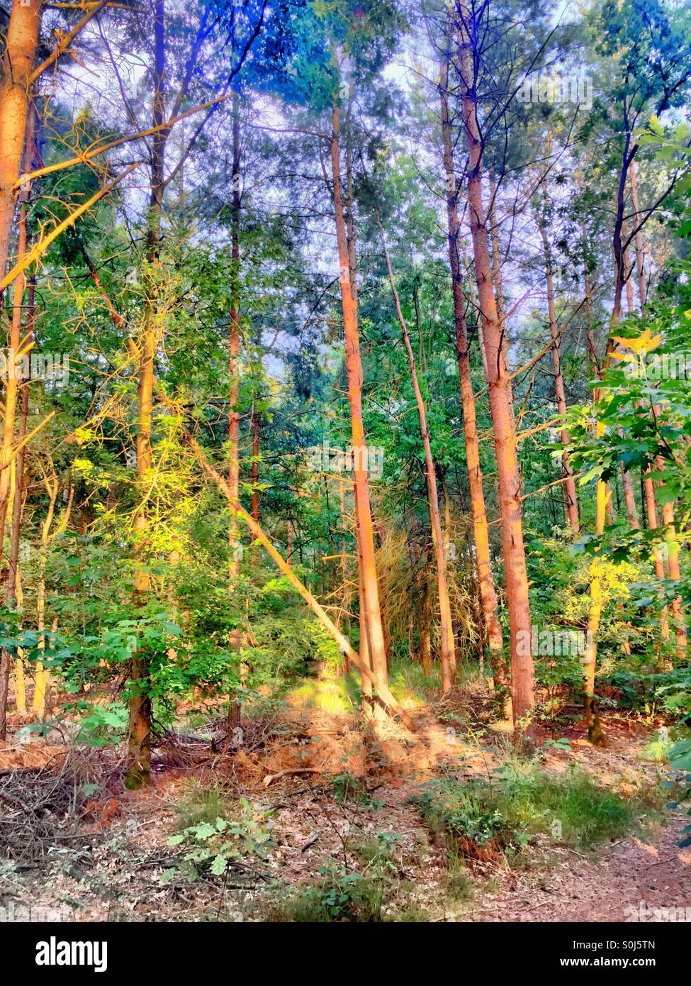 Ciel dramatique dans les bois - Image de stock capturée avec un smartphone