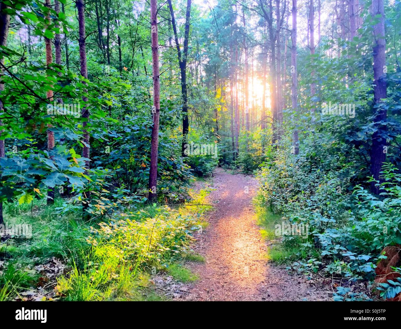Coucher du soleil dans les bois - Image de stock capturée avec un smartphone