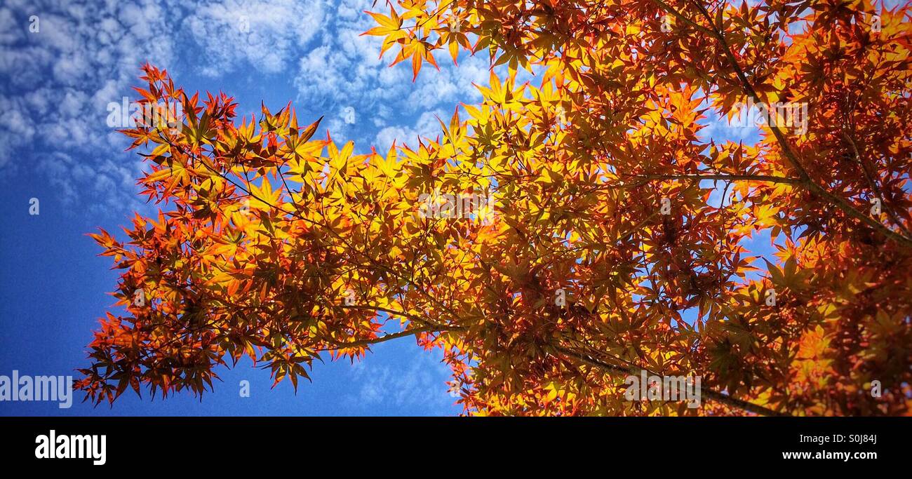 Or jaune et rouge rétroéclairé acer japonais tree against a blue sky with white clouds Banque D'Images