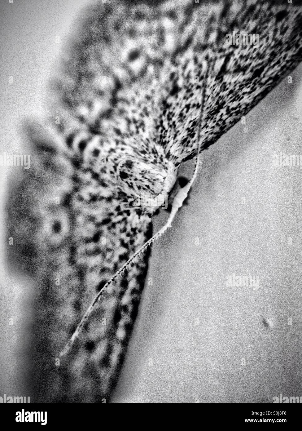 Close up of a moth Banque D'Images