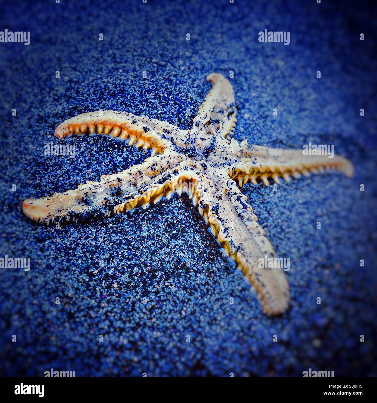 Étoile de mer. Dans l'étoile de mer sur la plage de sable Banque D'Images