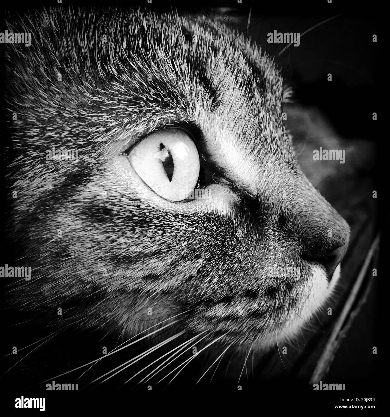 Tabby portrait en noir et blanc Banque D'Images