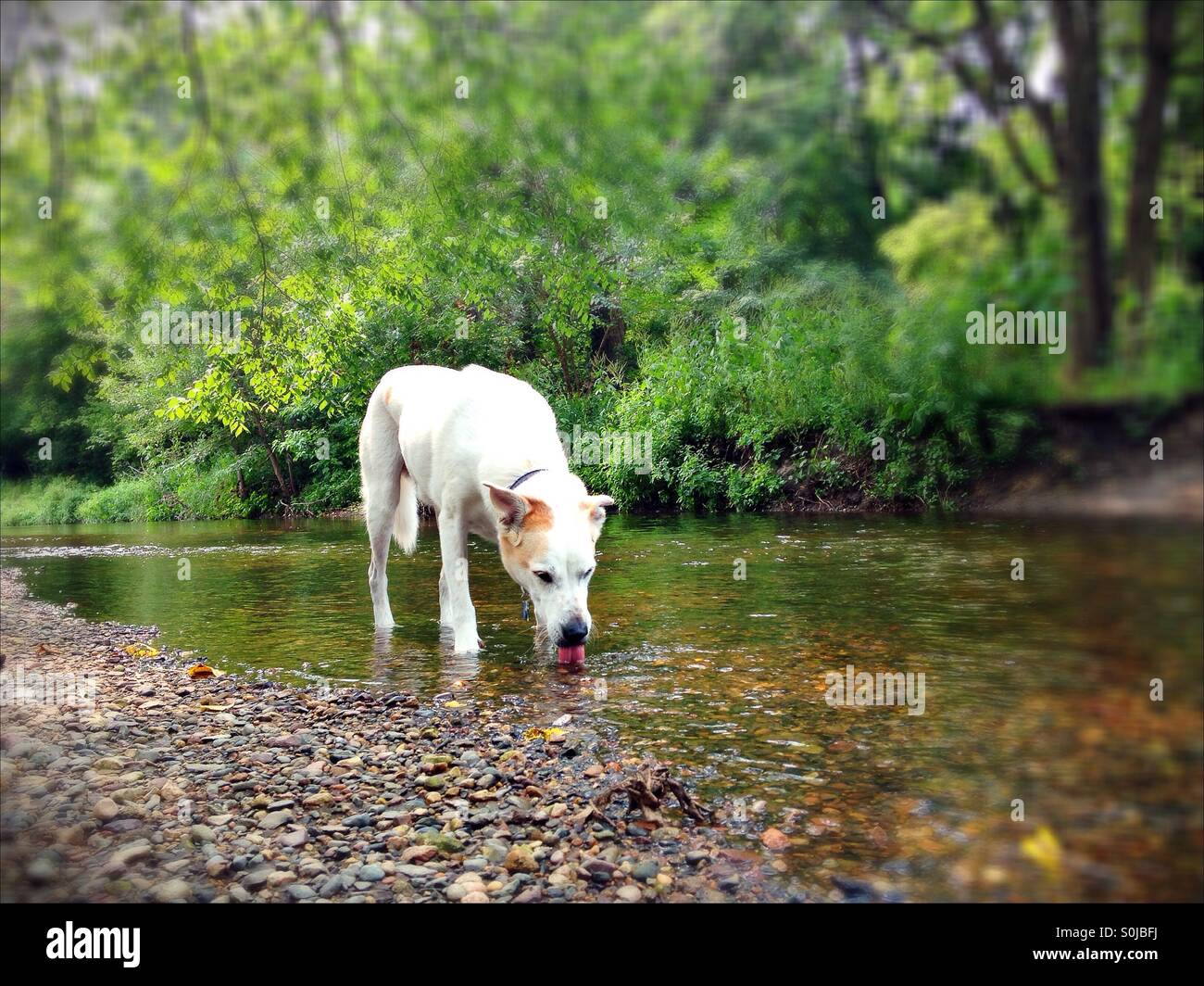 Un chien d'un cours d'eau potable. Banque D'Images