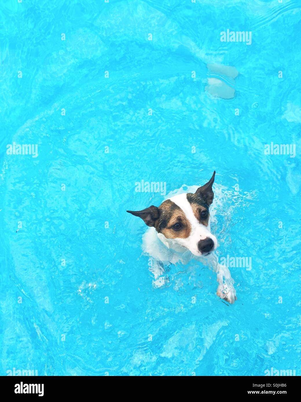 La natation dans l'eau chien bleu de piscine. - Image de stock capturée avec un smartphone