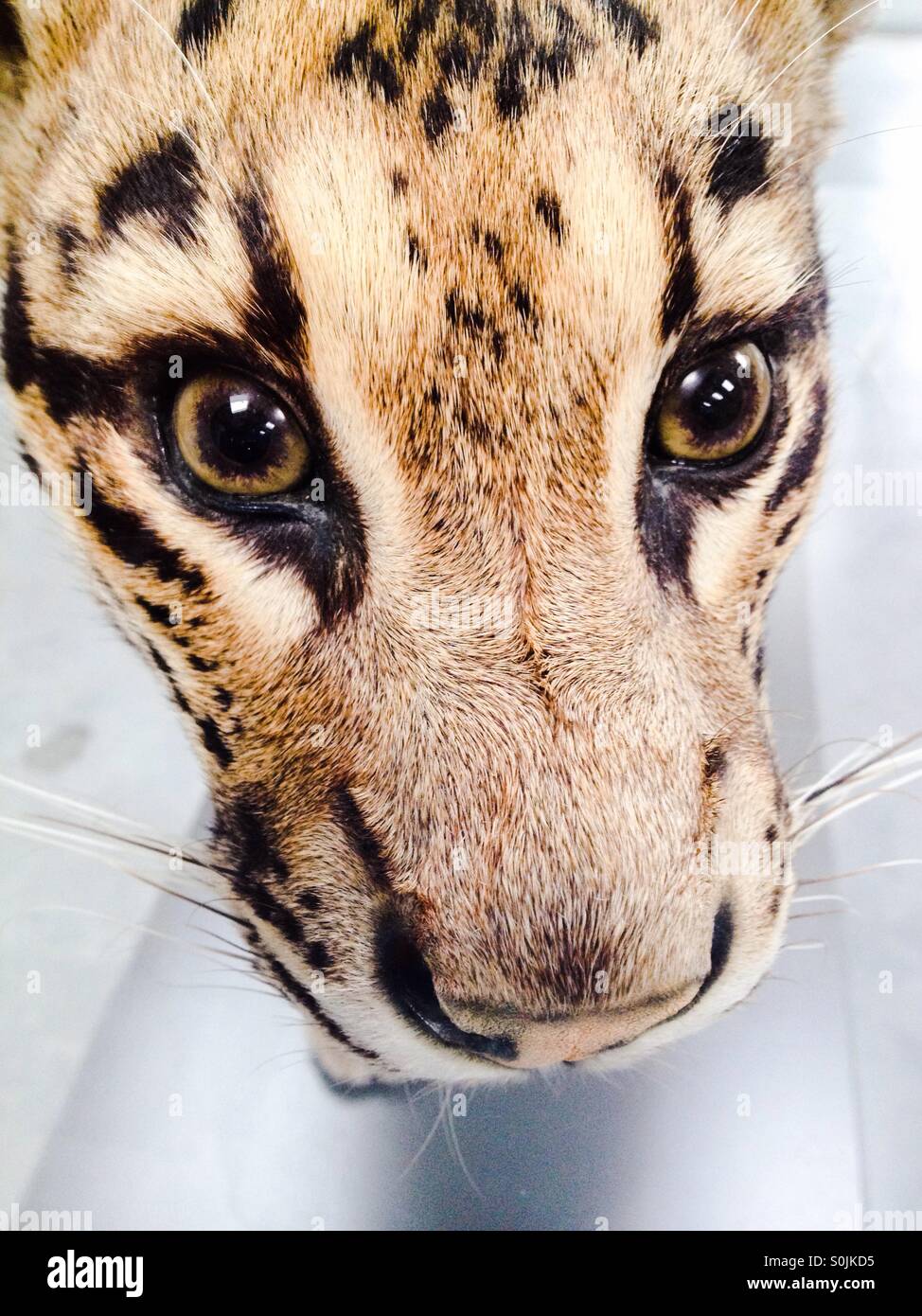 Gros plan de la tête d'un léopard taxidermié et nuageux Banque D'Images