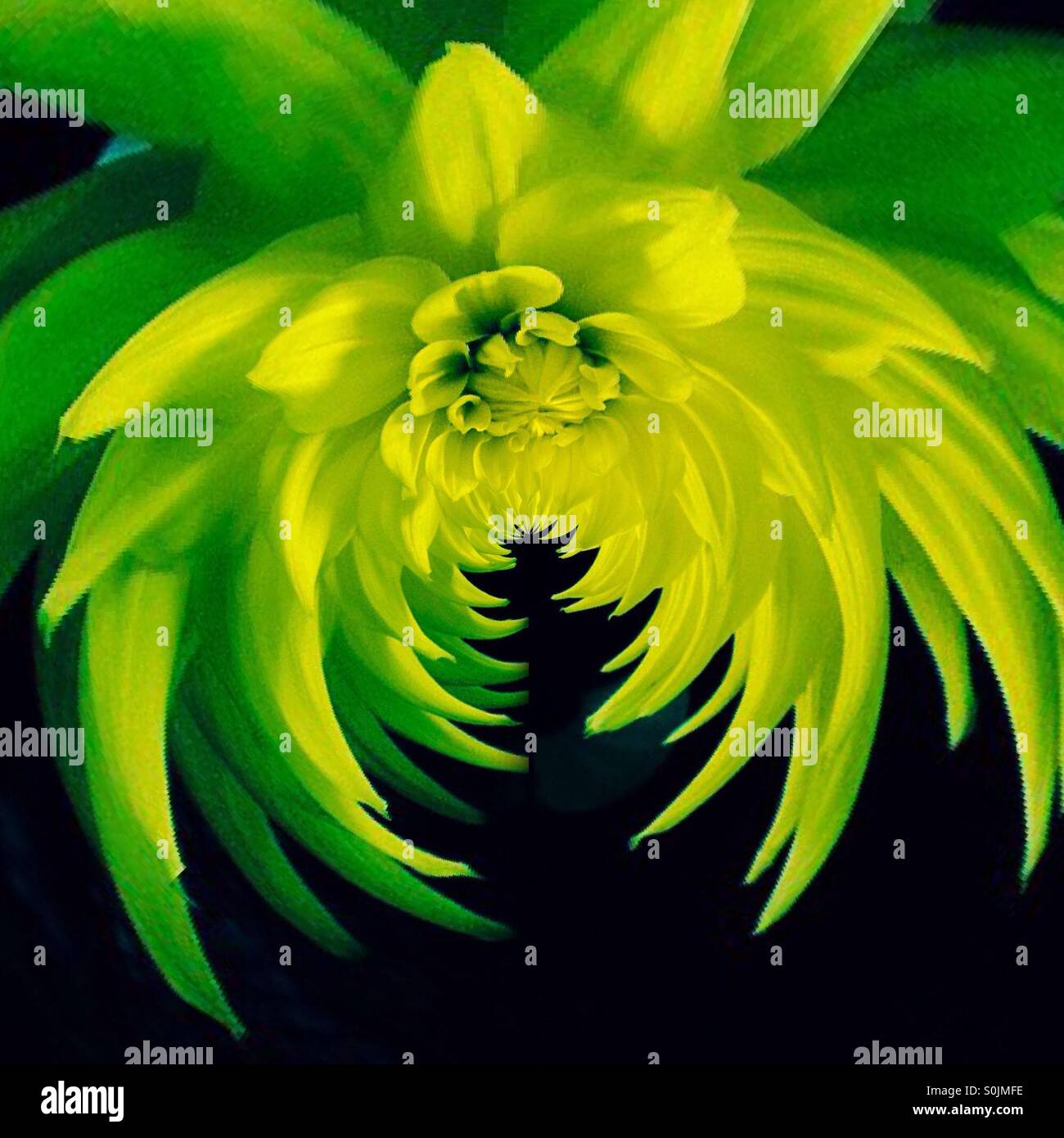 Photo de fleur jaune manipulée à l'aide d'un effet d'image miroir Banque D'Images