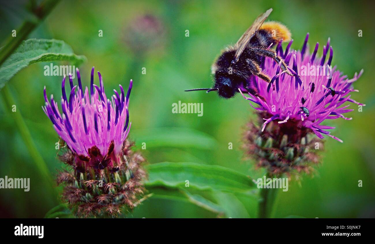 Bourdon sur chardon pourpre à la tête vers l'autre fleur - Image de stock capturée avec un smartphone