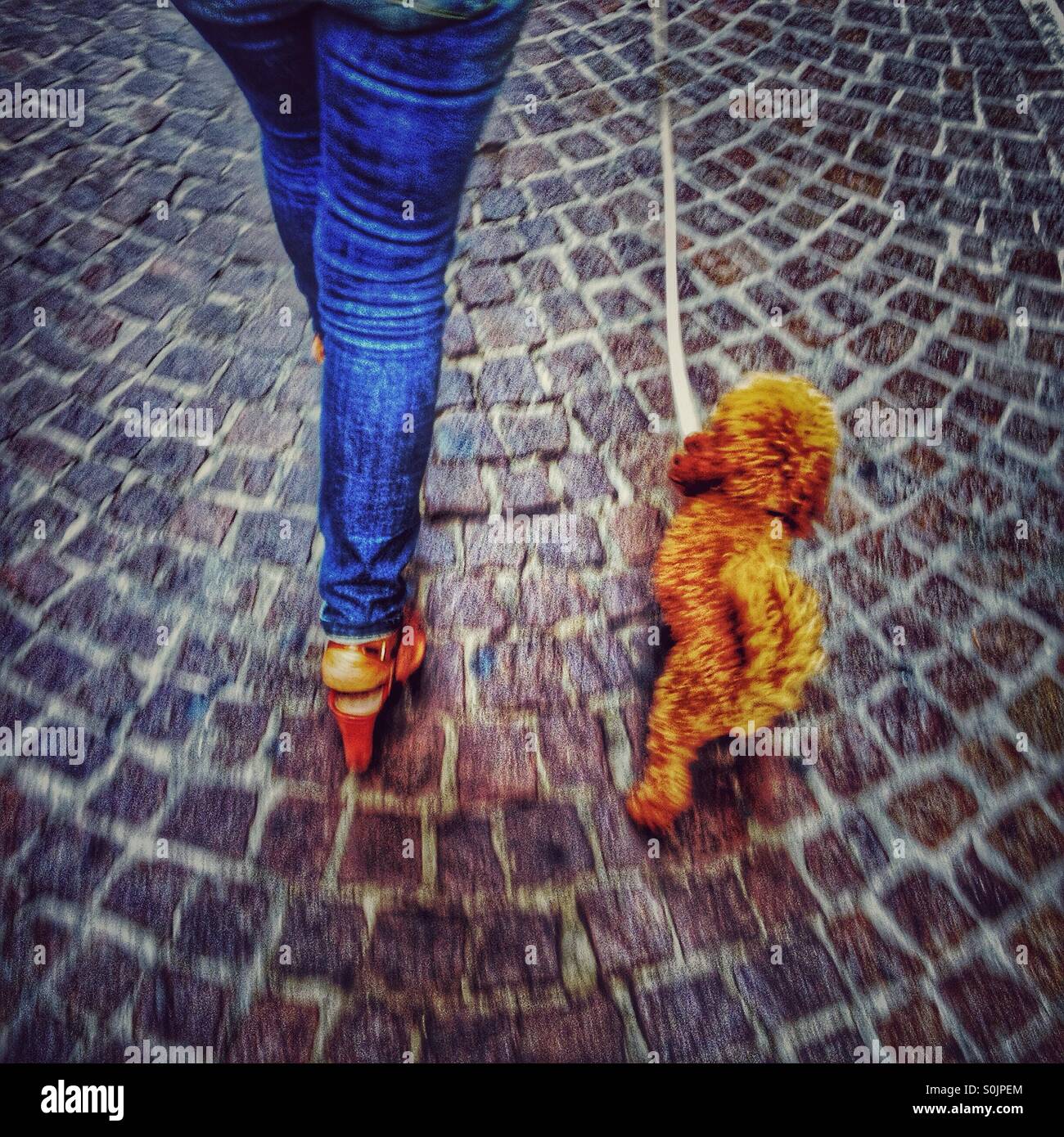 Poodle et jeans - Image de stock capturée avec un smartphone