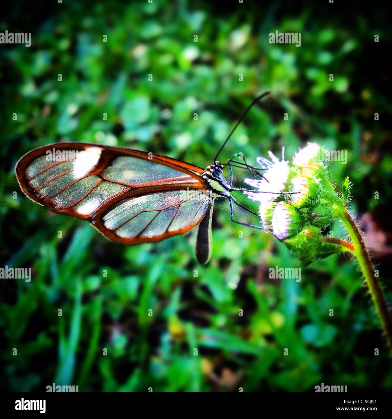 Un papillon aux ailes transparentes lèche une fleur dans la rivière Apulco, Cuetzalan, Sierra Madre de Puebla, Mexique Banque D'Images