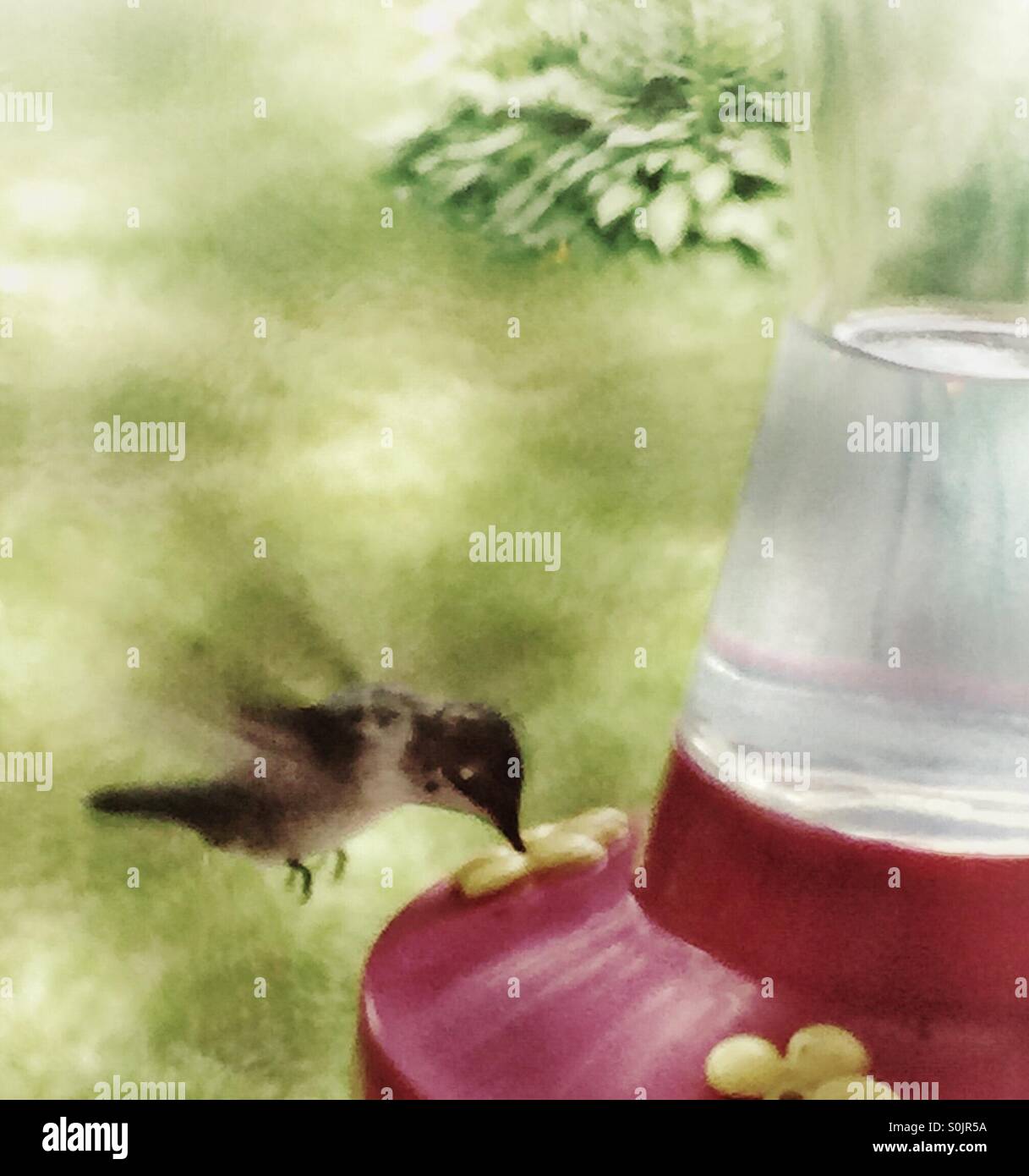 Hummingbird nectar potable Banque D'Images