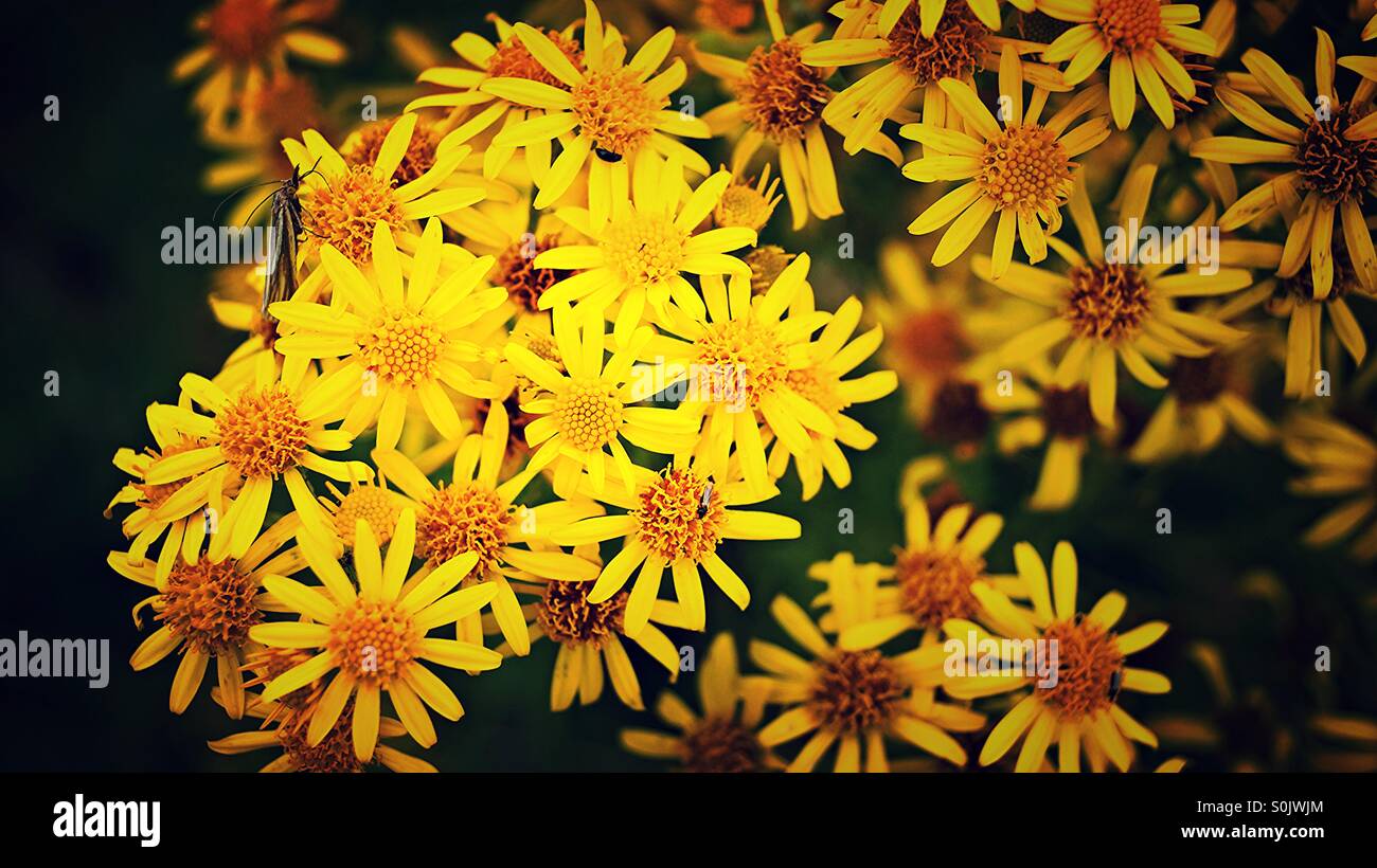 Fleurs d'été jaune avec un insecte sur eux Banque D'Images
