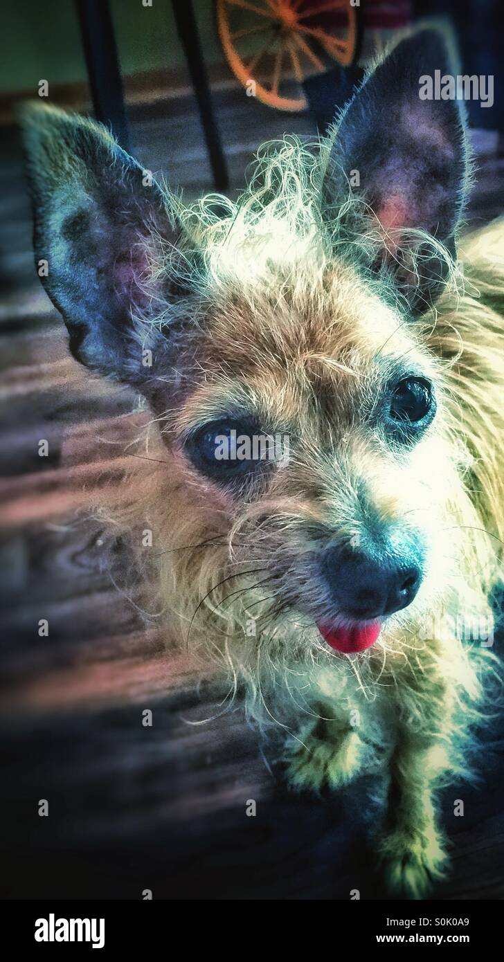 Petit Chien Avec De Grandes Oreilles Banque Dimages Photo