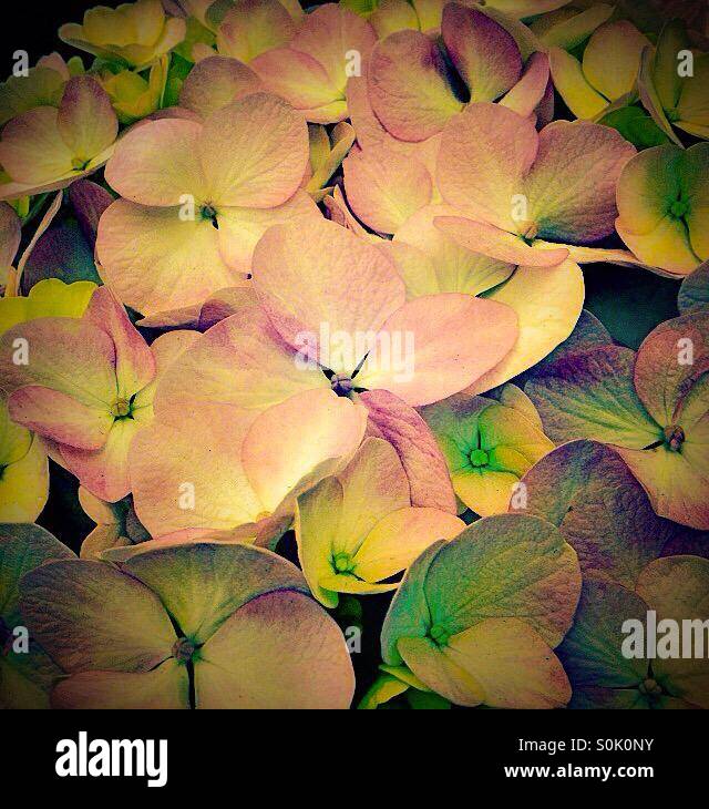 Gros plan des pétales de fleurs d'hortensia Banque D'Images