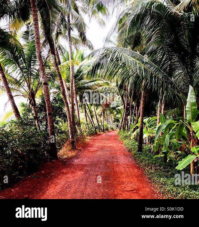 Route de la noix de coco - Image de stock capturée avec un smartphone