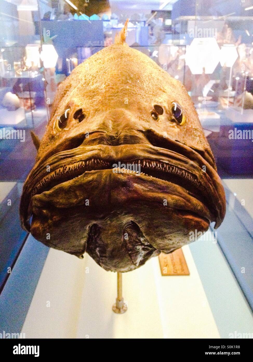 Gros plan d'une perche de mer Banque D'Images