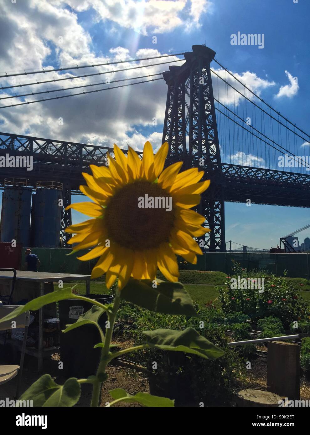 Le pont de Williamsburg derrière un tournesol. - Image de stock capturée avec un smartphone