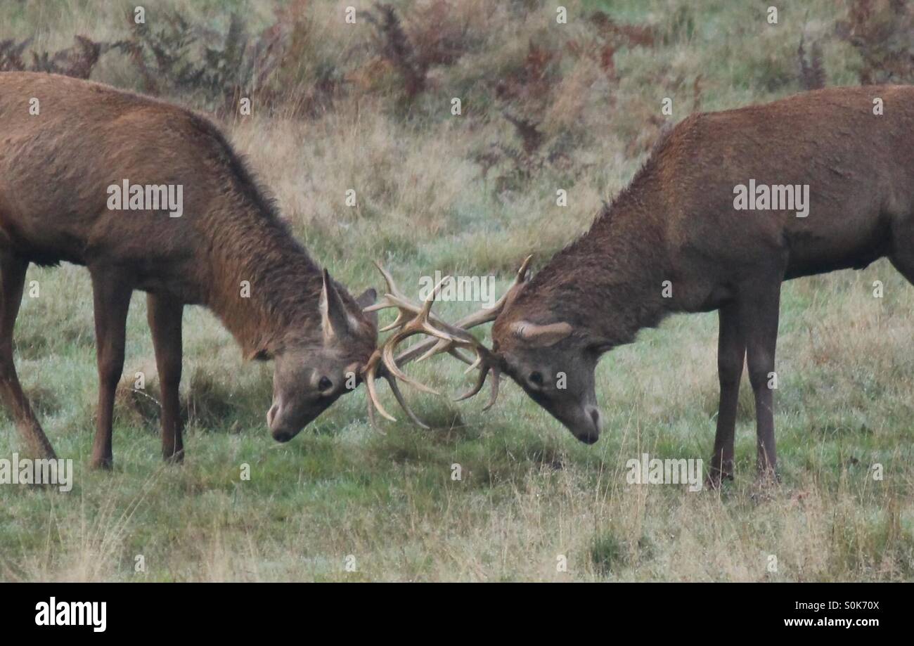 Les adolescents se battra. Cerfs dans l'Ornière Banque D'Images