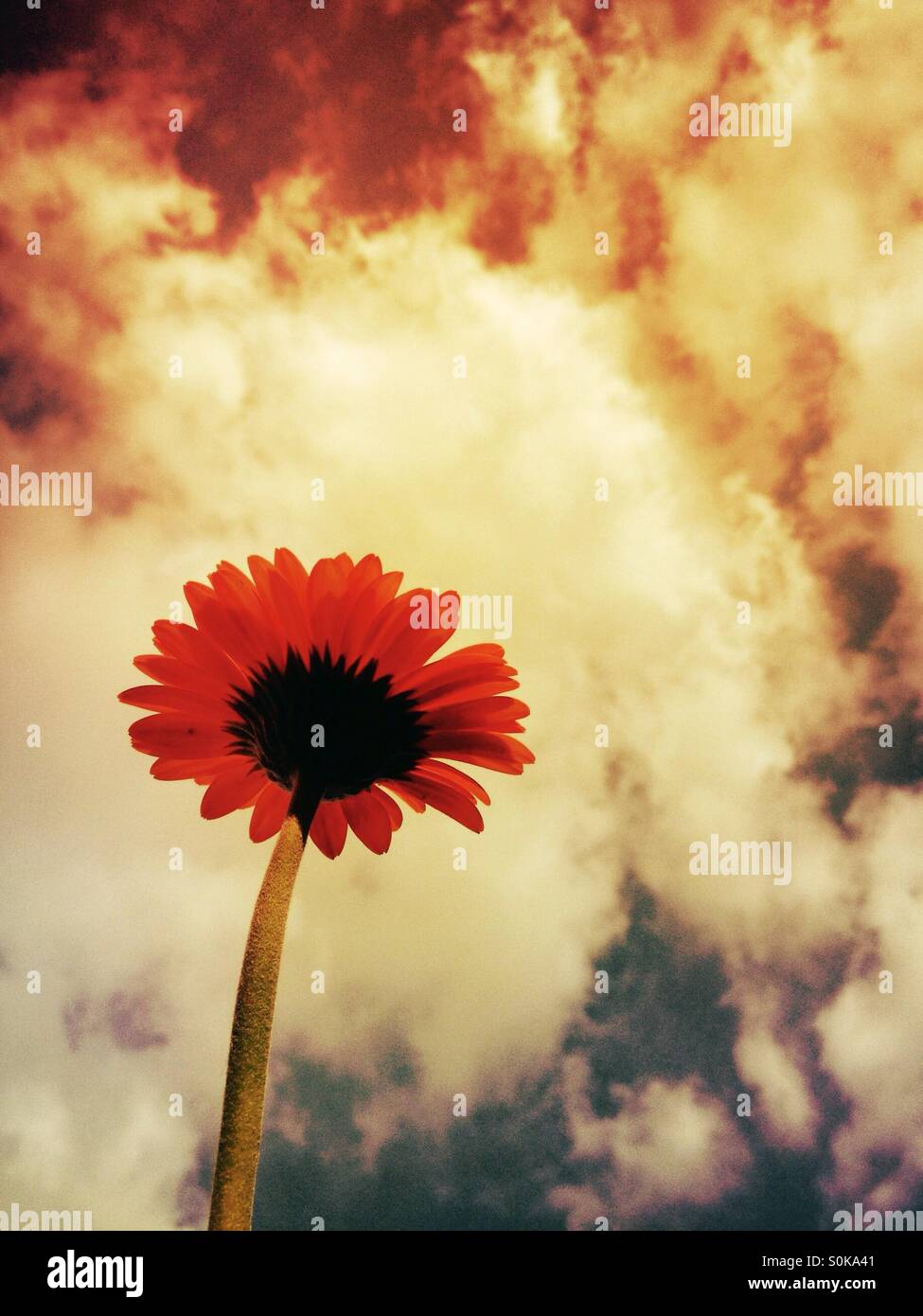 Gerbera flower avec un fond de ciel moody Banque D'Images