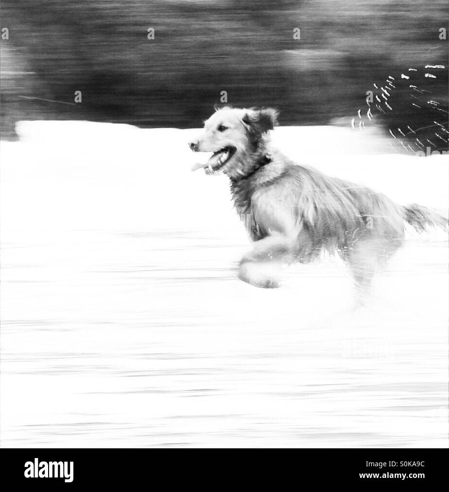 Un chien qui court à travers la mer à la plage Banque D'Images