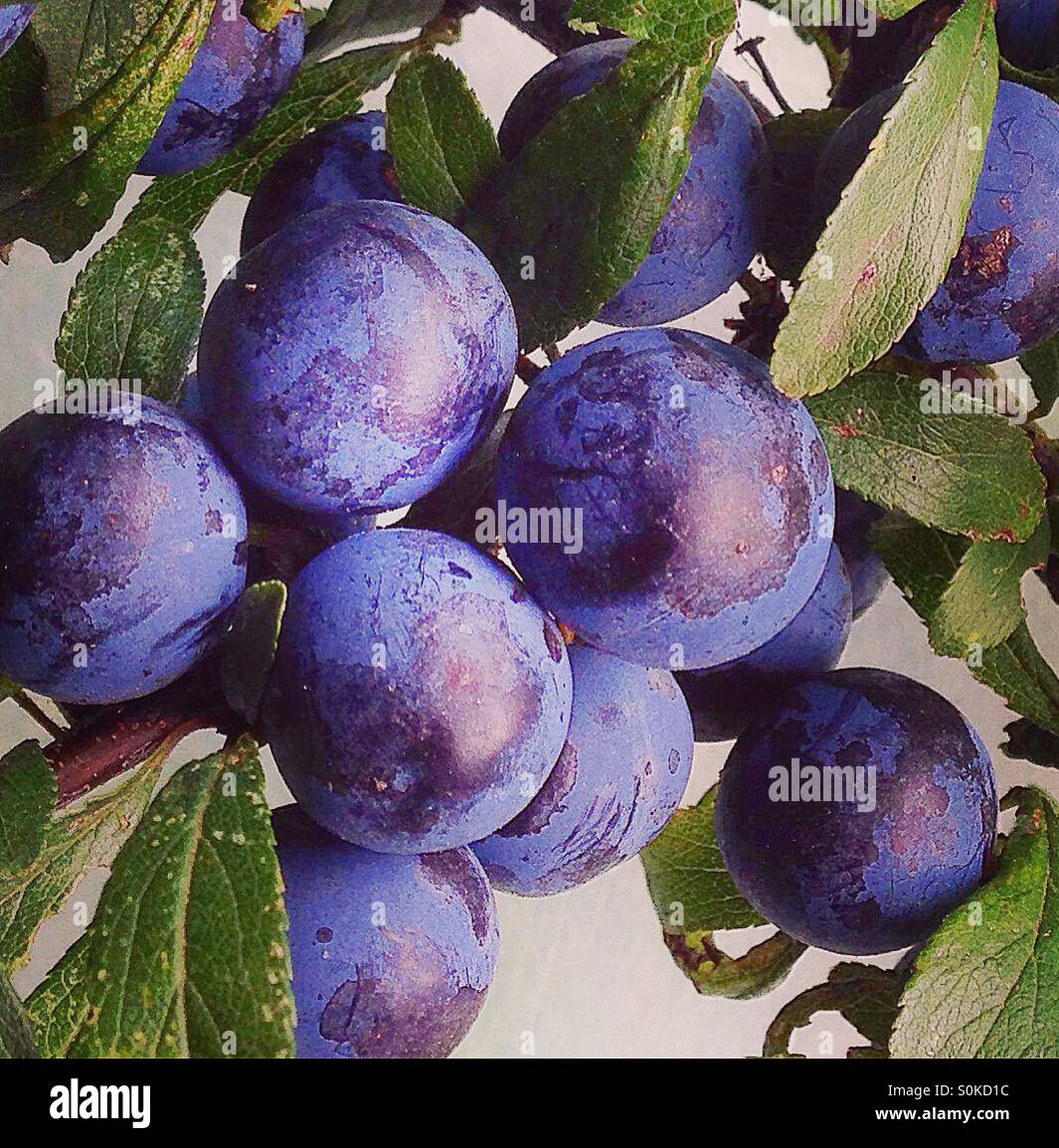 Prunellier Prunus spinosa fruits prunelles Banque D'Images