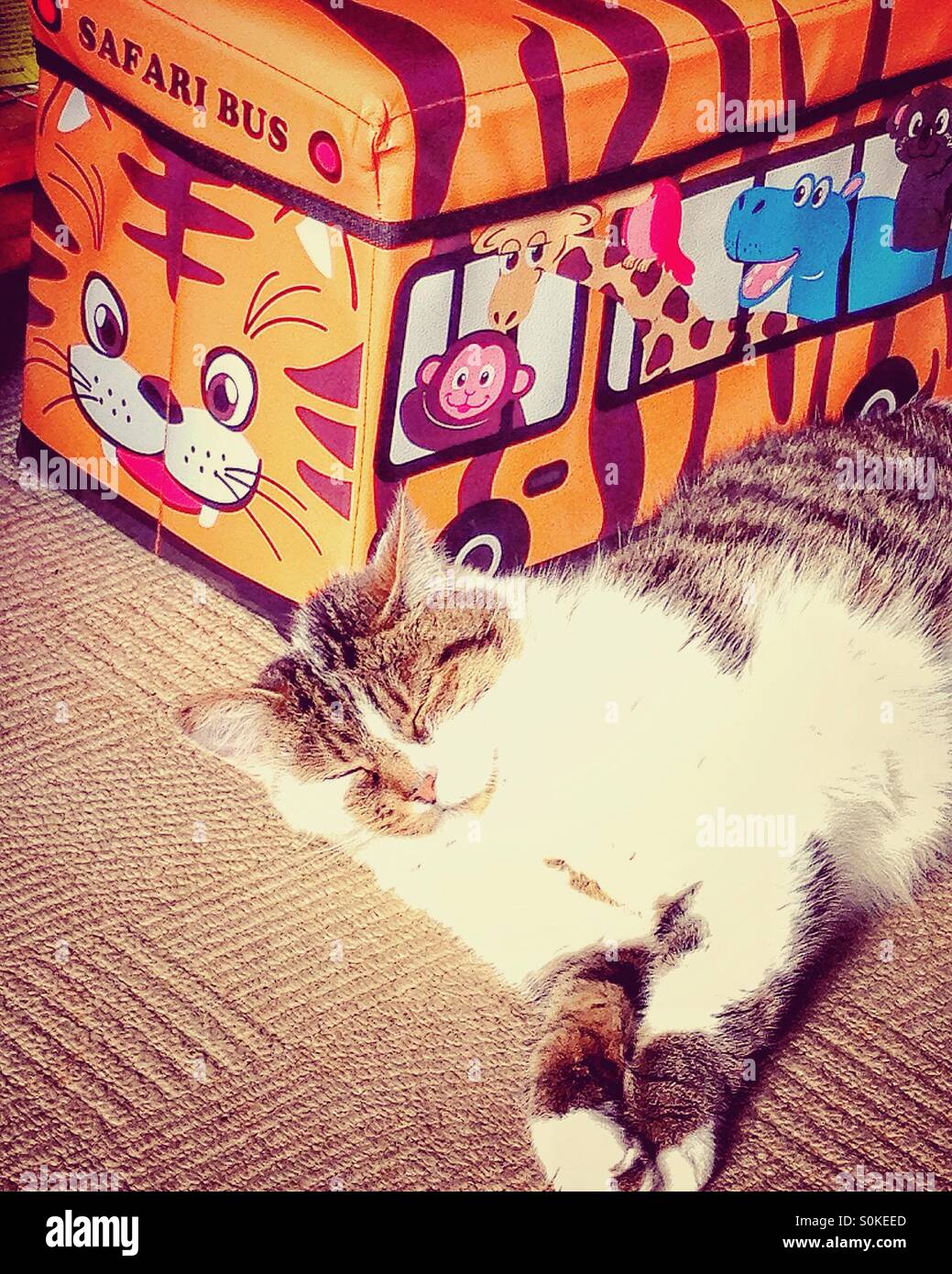 Sleeping cat reposant par un enfant's toy box / bus Safari. Banque D'Images