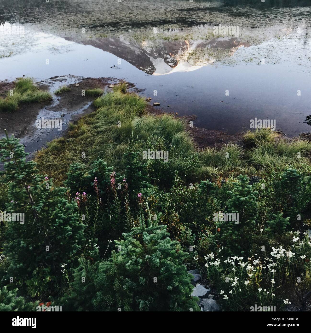 Le Mont Rainier se reflétant dans le lac - Image de stock capturée avec un smartphone