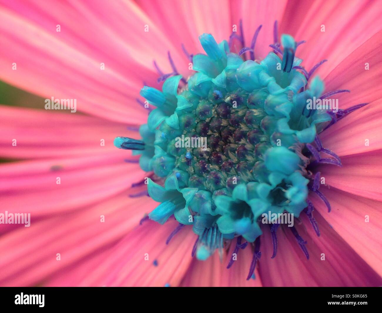 Changement de couleur sur une image d'un cosmos flower Banque D'Images
