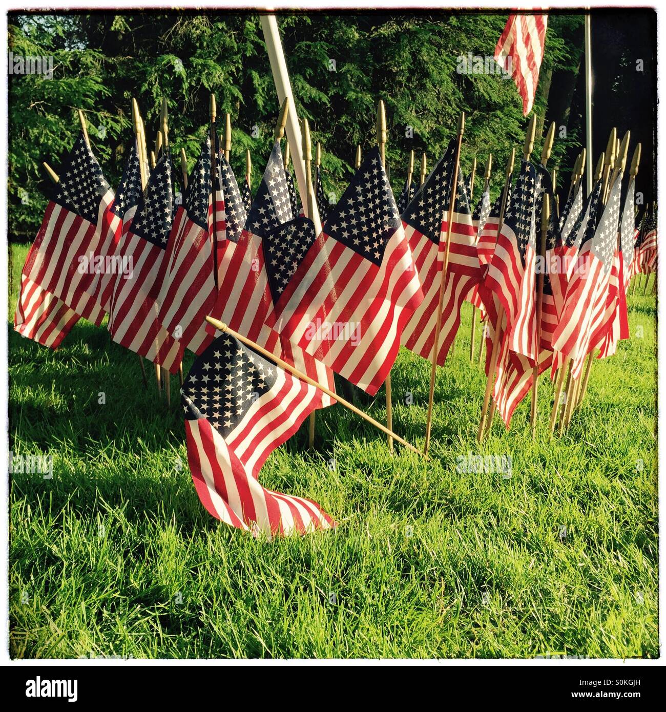 De nombreux drapeaux américains décorer une pelouse, New York, USA Banque D'Images