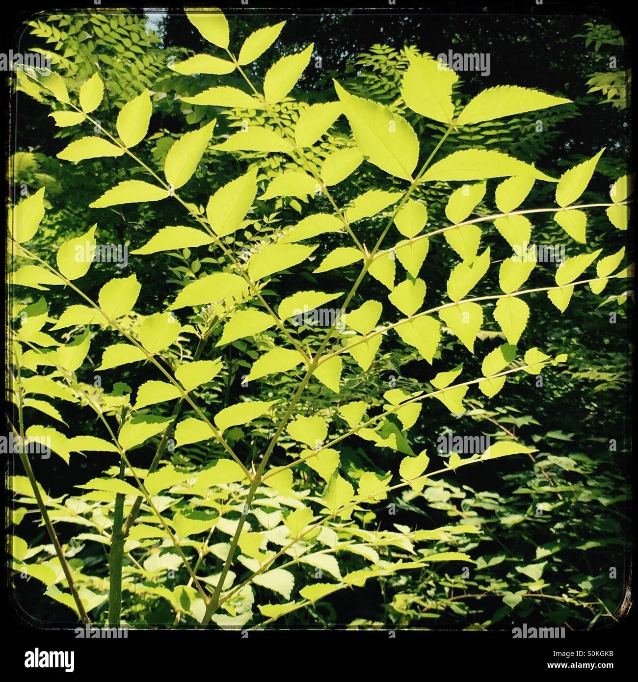 Vert rétroéclairé feuilles dans une forêt, New York, USA Banque D'Images