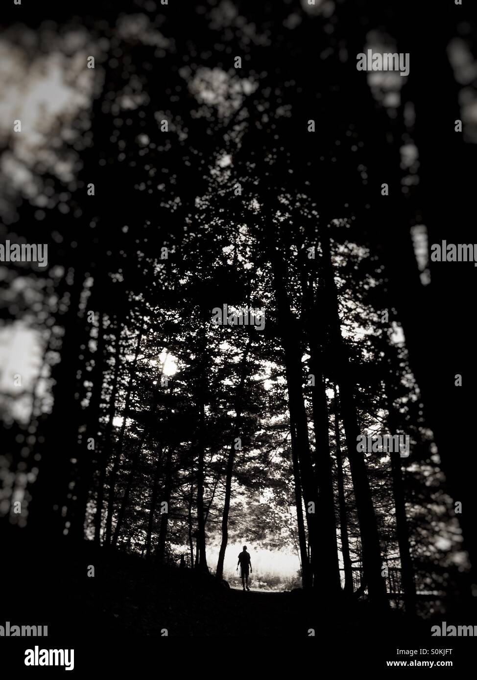 Man Walking in woods Banque D'Images