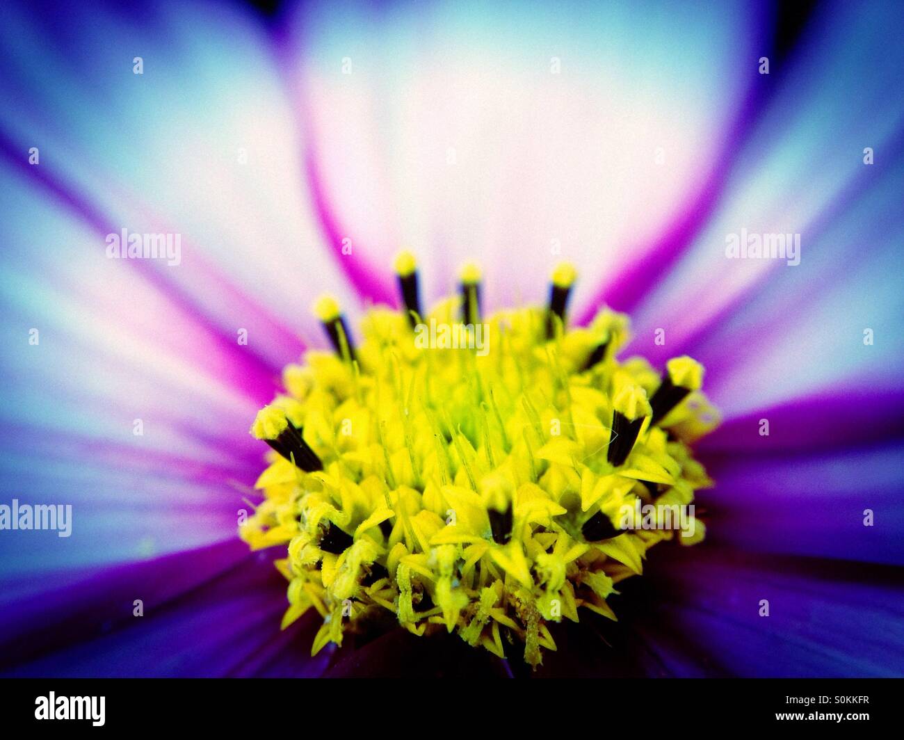 Fleur Cosmos Banque D'Images