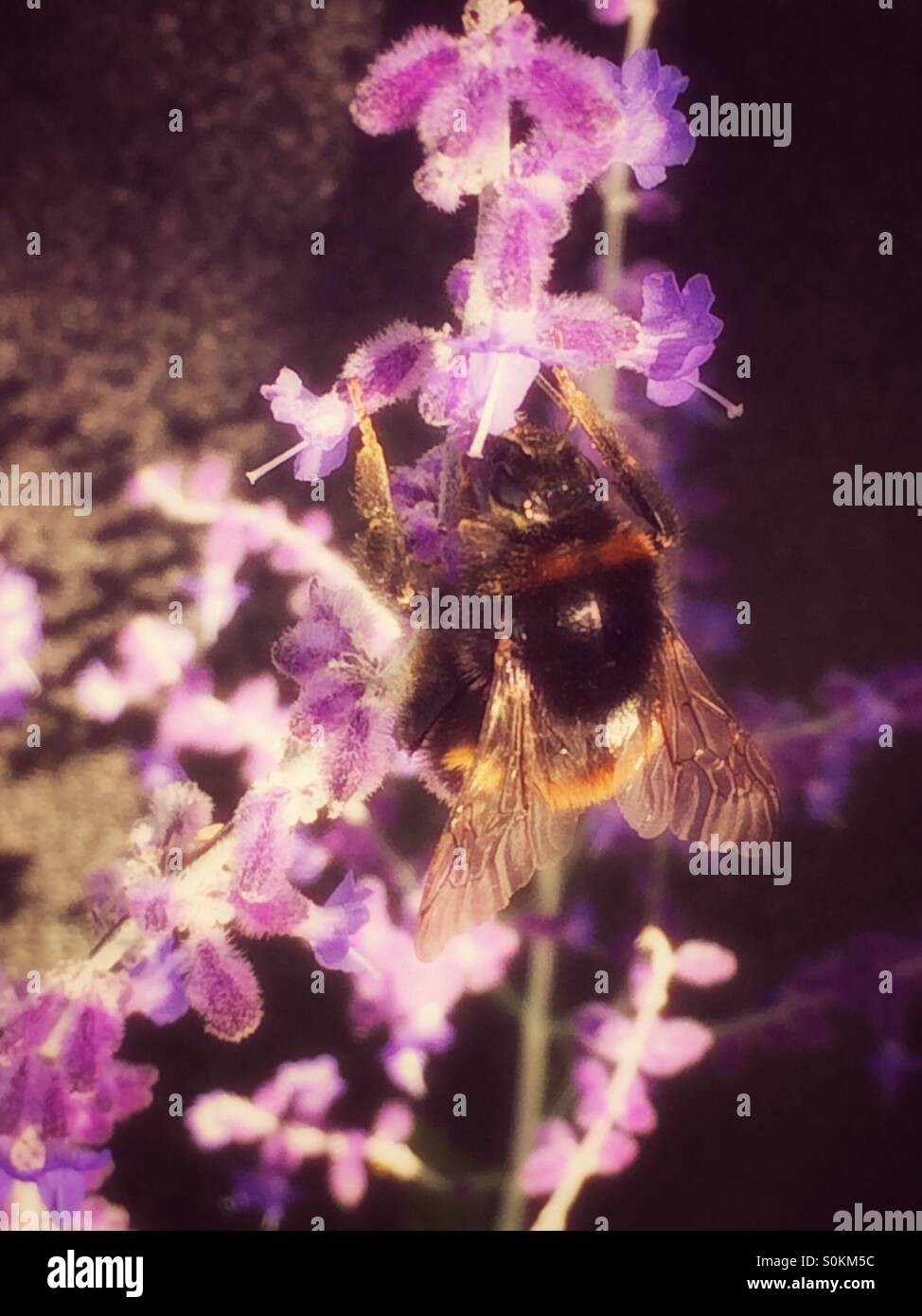 Abeille sur fleur pourpre Banque D'Images