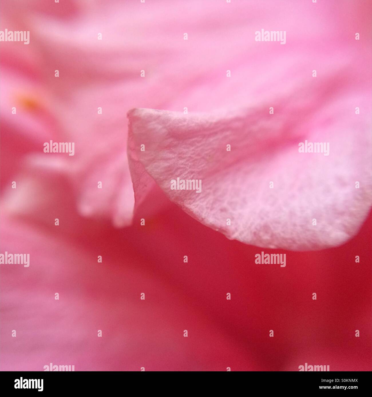Macro d'une pétale de rose Banque D'Images