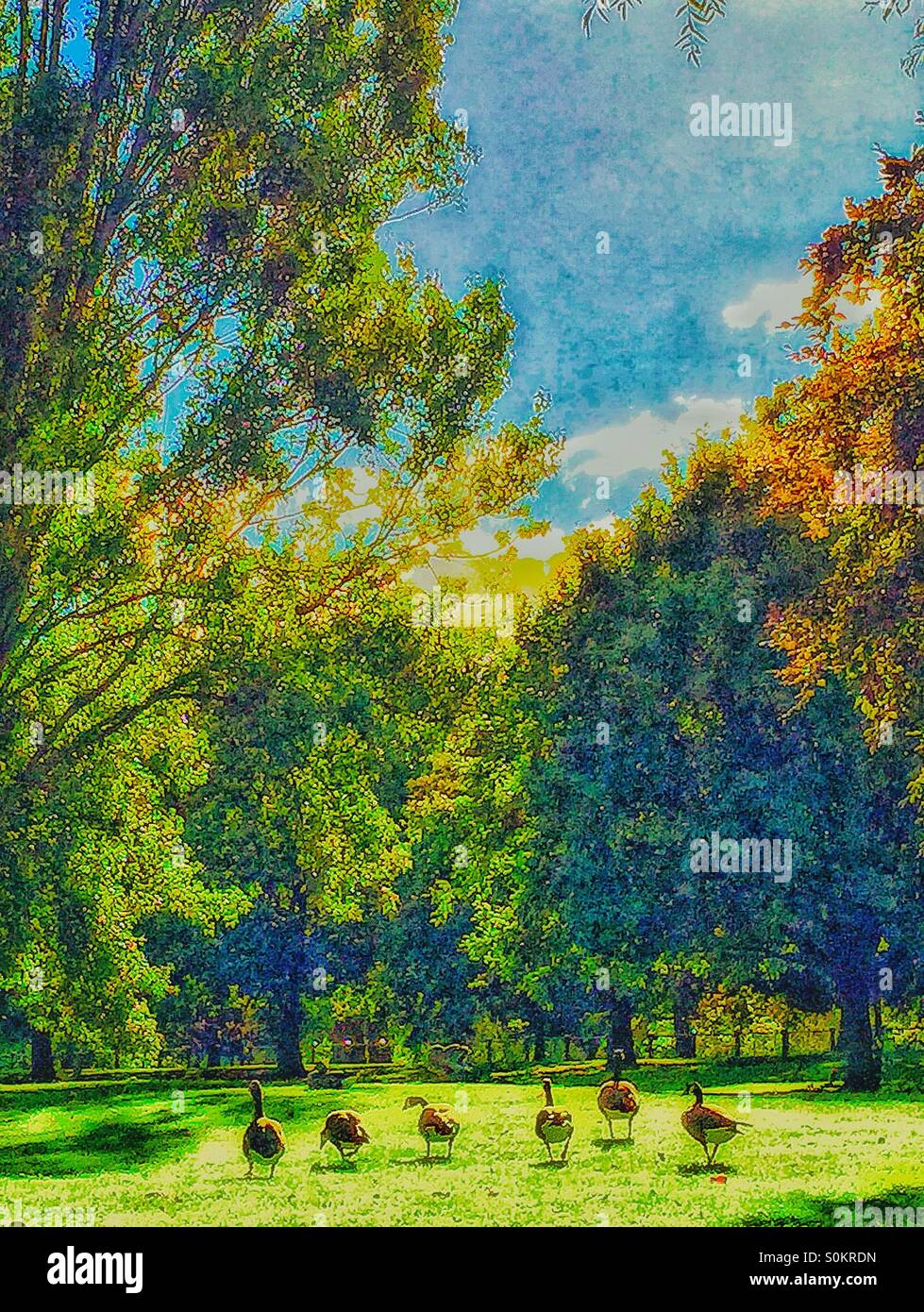 L'automne des bernaches dans Hyde Park. Banque D'Images
