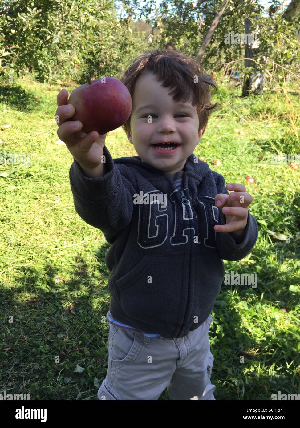 Deux ans est titulaire d'un apple alors que la cueillette des pommes à Stow, Massachusetts. Banque D'Images