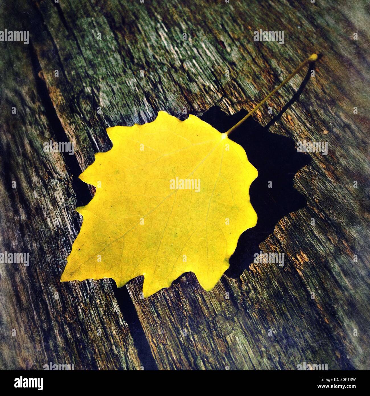 Feuille - Image de stock capturée avec un smartphone