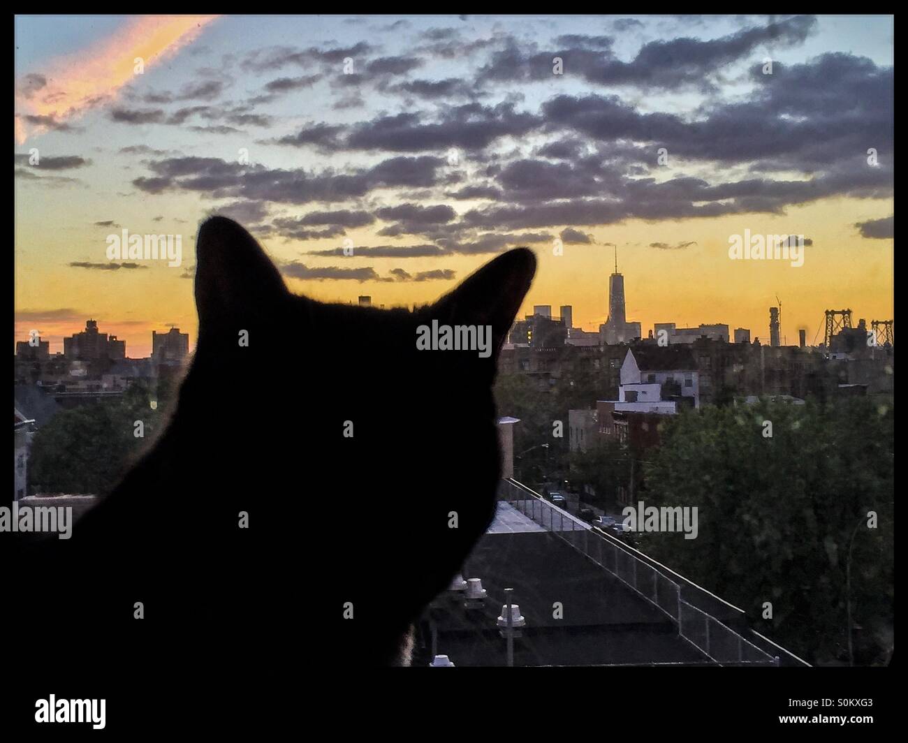 Chat noir à la recherche à la vue du coucher de soleil de la ville de New York de Williamsburg, Brooklyn. Banque D'Images