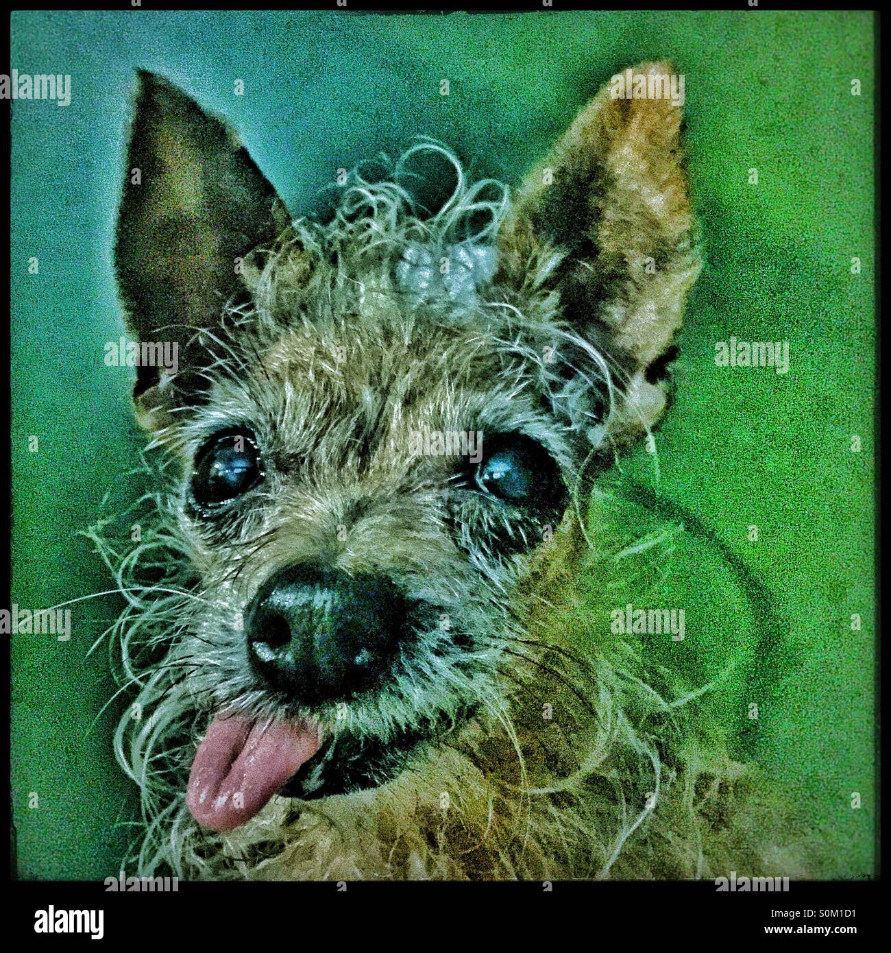 Chien avec la langue sortie Banque de photographies et d’images à haute résolution Alamy