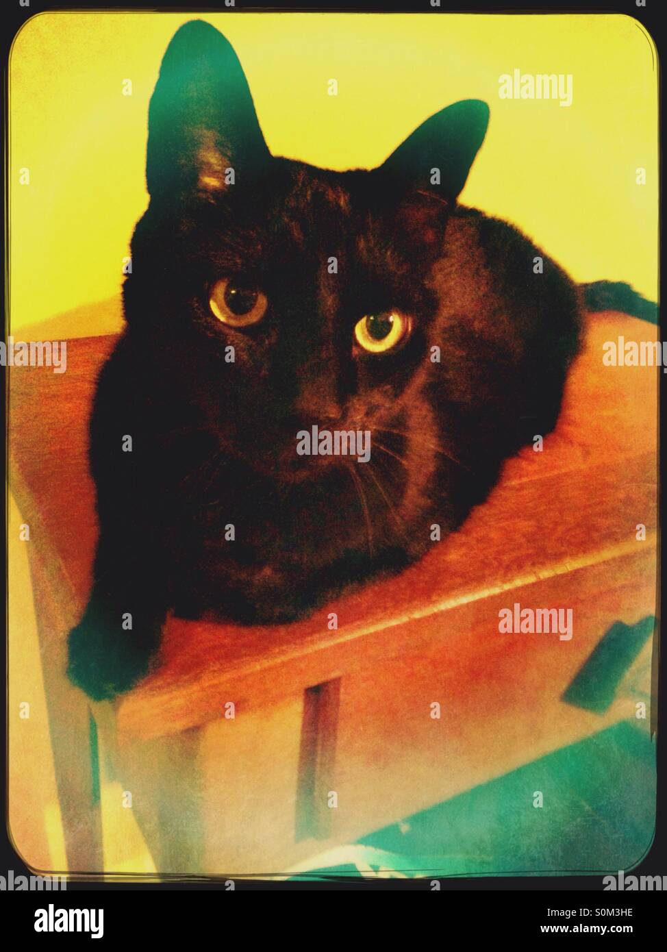 Chat Noir Sur Le Tableau Photo Stock Alamy Chat Noir Sur Le Tableau Photo Stock Alamy