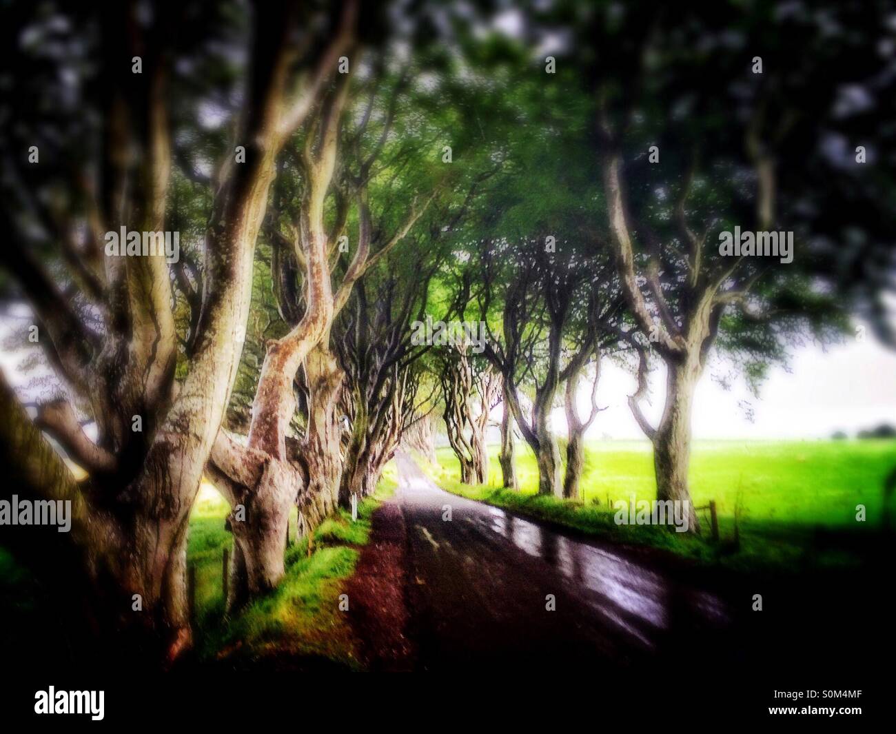 L'obscurité des haies, Ballymoney, Irlande du Nord - Image de stock capturée avec un smartphone