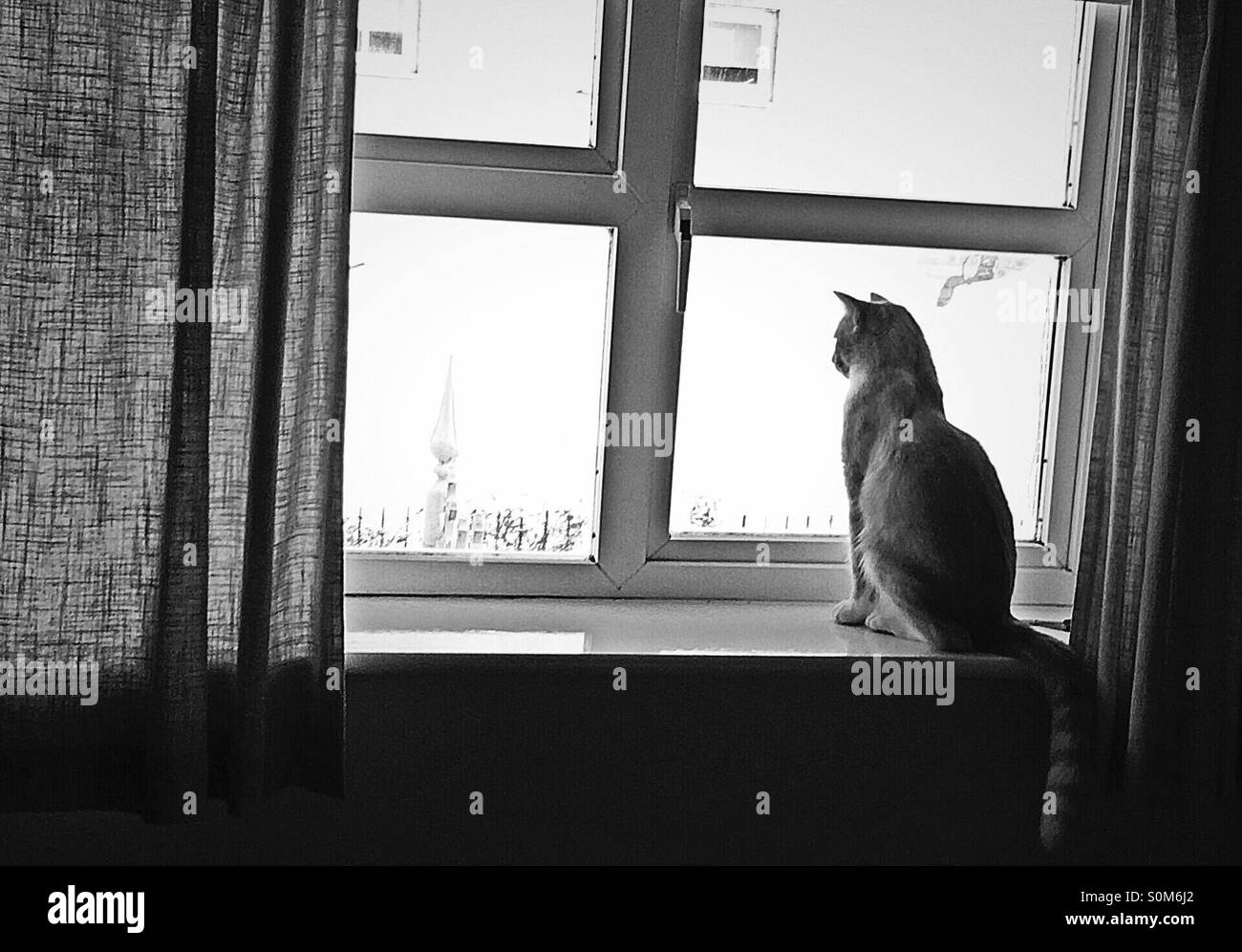 Chat à la fenêtre d'observation des oiseaux les oreilles en avant et d'alerte en noir et blanc Banque D'Images
